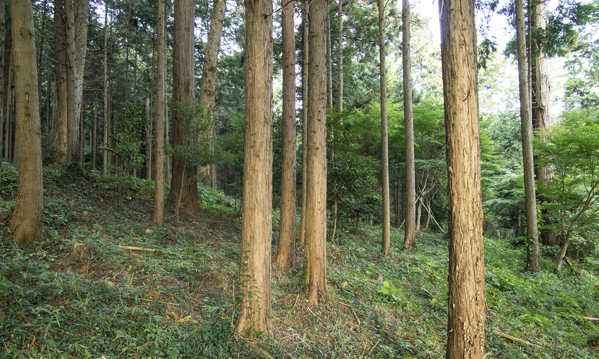 cropped-photo0000-3185.jpg